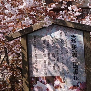 植物学者、牧野富太郎博士ゆかりの桜