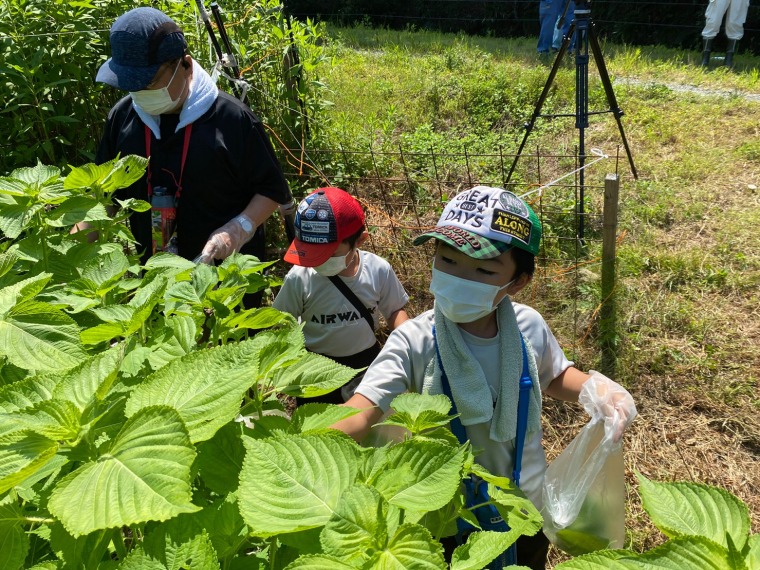 えごまの葉収穫